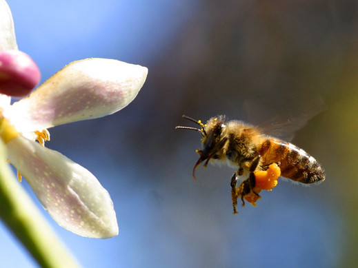 Източник: bee-pollen-supplement-guide.com